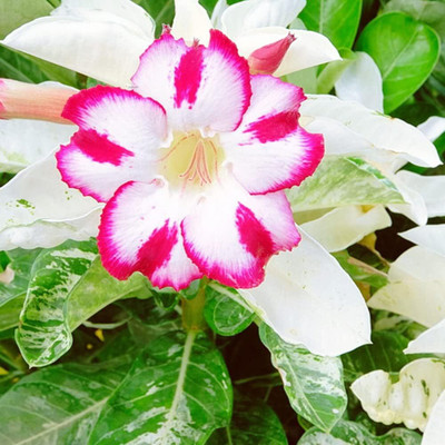 Qualtivate XLL-549 Adenium(Desert Rose)Seeds Seed(30 per packet)