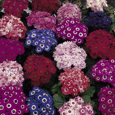 Lorvox Cineraria Early Perfection Mixed Seed(60 per packet)