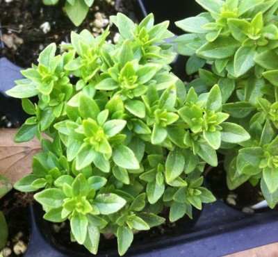 Qualtivate XLL-6 Basil 'Pistou' (Ocimum basilicum) Seed(1000 per packet)