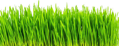 CYBEXIS TLX-92 - Cat Grass Hard Red Winter Wheat - (7500 Seeds) Seed(7500 per packet)