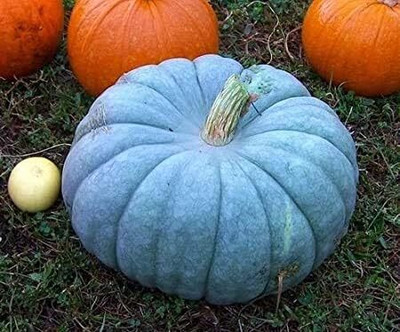 Qualtivate PUA-1A Exotic Blue Pumpkin Seeds Seed(50 per packet)