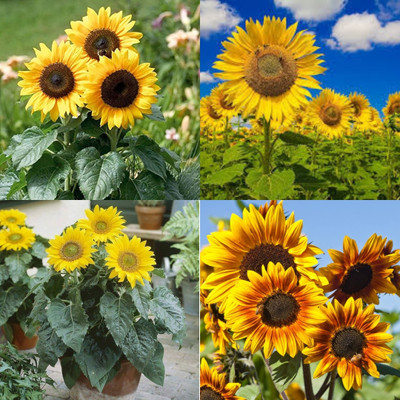 ibains Giant sunflower seeds for planting bij 17 Seed(17 per packet)