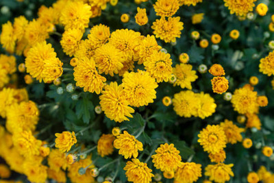 Fiat Powertrain Technologies marigold/gende ka phool flower seeds Seed(50 per packet)