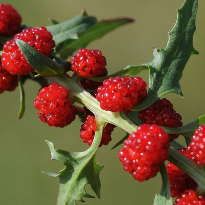 CYBEXIS Strawberry Seeds100 Seeds Seed(100 per packet)