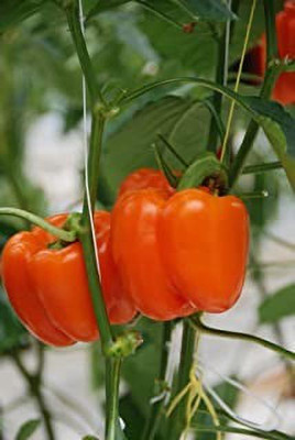 Aro Orange Capsicum, Capsicum, Bell Pepper Seed(15 per packet)