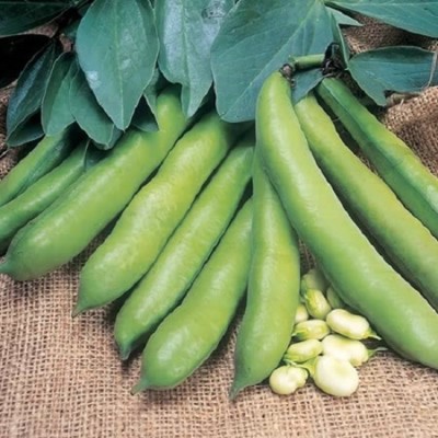 WANCY Broad Bean Seeds - Meteor Vroma Seed(40 per packet)