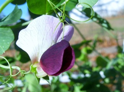 Qualtivate XXX-1A Snow Pea Seeds, Purple Pods Seed(200 per packet)