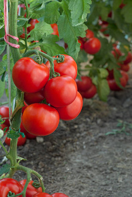 Fabkart tomato Seed(55 per packet)