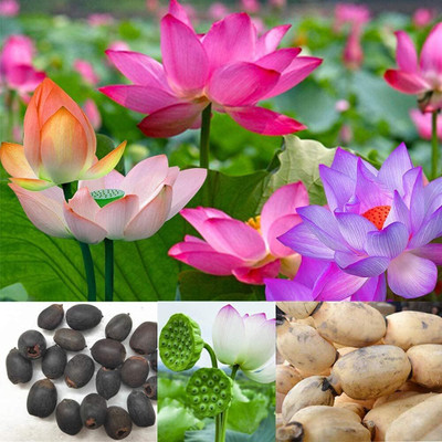 BM brothers 01 Seed(50 per packet)