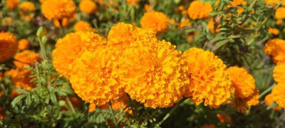 THH marigold/gende ka phool flower seeds Seed(75 per packet)