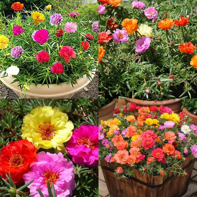 ibains Moss rose flower seeds 37 Seed(37 per packet)