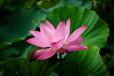 Mewar Impex lotus,kamal seeds Seed(12 per packet)