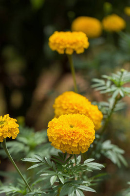 CALYXSEEDS marigold,gende ka phool Seed(30 per packet)