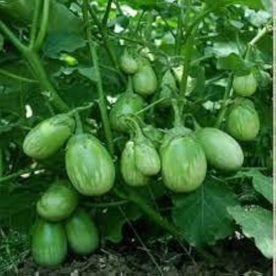 ibains Brinjal seeds packet Seed(130 per packet)