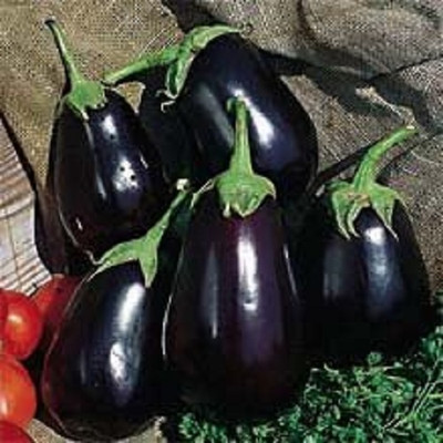 KNESSiN F1 Hybrid Brinjal - Egg Plant - Black Beauty ( Seeds) Seed(5000 per packet)
