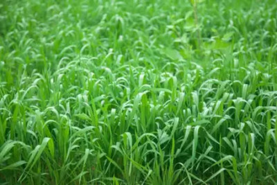 GROW-N-KNOW Grass seeds for cow farming, Best grass seeds for cow Seed(3500 per packet)