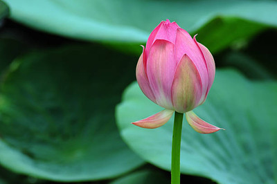 Hanu lotus,kamal gatta Seed(11 per packet)