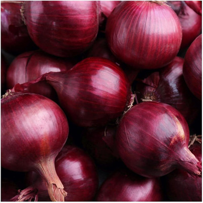 Biosnyg Non GMO Red Grano Onion Vegetable Seeds for Garden-(3000 Seeds) Seed(3000 per packet)