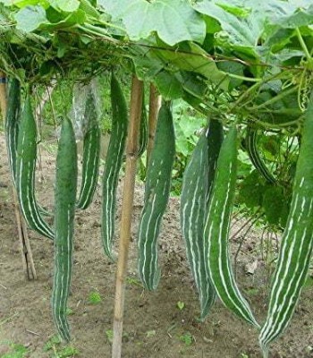 VYDER Snake Gourd – Trichosanthes Cucumerina Seed(50 per packet)