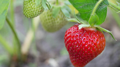 Aywal Good Quality Strawberry Fruit Seed(65 per packet)