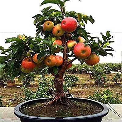 MKR Enterprises Apple Seed(10 per packet)
