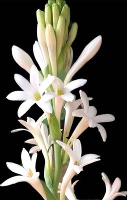 Bijaya Online Store Rajnigandha/Tuberose Seed(5 per packet)