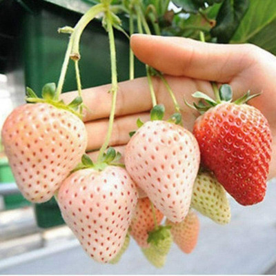 CYBEXIS Milk White Strawberry Seeds400 Seeds Seed(400 per packet)