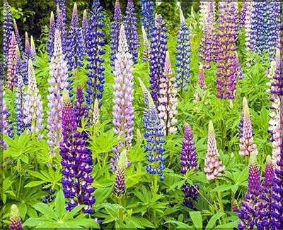 MAA Lupin Seed(40 per packet)