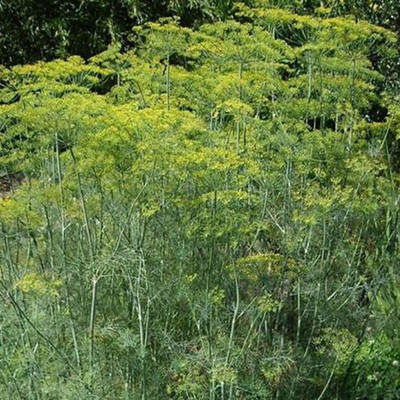 CYBEXIS F1 Hybrid Fennel Seeds Fresh Non-GMO700 Seeds Seed(700 per packet)