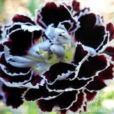 CYBEXIS Fragrant Carnation Black/White Velvet Lace Perennial Flower Seeds Seed(50 per packet)