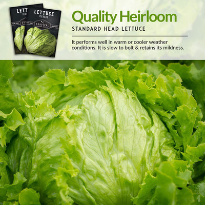 WILLVINE NDIR-257 Iceberg Lettuce Seed for Planting Seed(200 per packet)