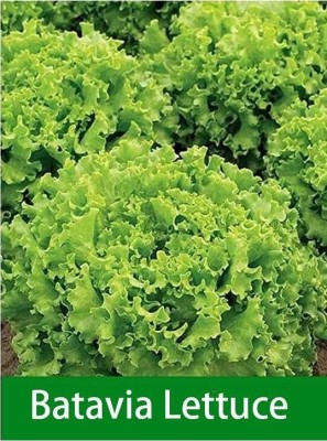 Quentova Batavia Lettuce 1gm-NTL-5C Seed(800 per packet)