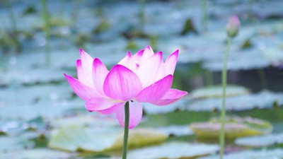 Nbtools lotus,kamal gatta Seed(14 per packet)