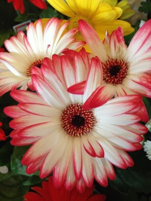 Aywal Exotic Gerbera Mix Flower Seed(40 per packet)