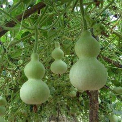 VibeX LAW/LOWKI Round Bottle Gourd-(50 Gms, 250 Seeds) Seed(250 per packet)