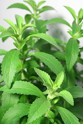 Jignishaseeds Herb Stevia Sweet Leaves Best Sugar Medicinal Plant Seed(50 per packet)