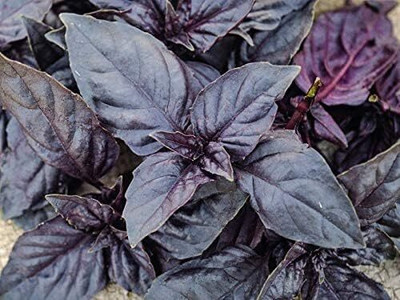 Qualtivate PAU-27 Opal Basil(Ocimum basilicum) Seed(1000 per packet)