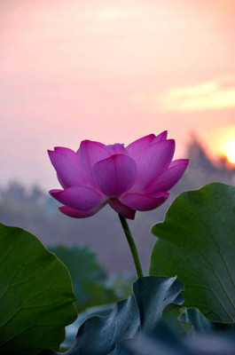 megoodluk lotus,kamal gatta Seed(10 per packet)