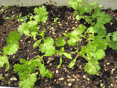 VibeX XL-63 - Herb Cilantro Calypso - (250 Seeds) Seed(250 per packet)