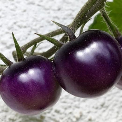 eShoptail Tomato Black Purple Seeds, Vegetable Seeds, High Germination, For Home & Garden Seed(5 per packet)