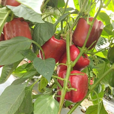 DIVINE CAPSICUM Seed(45 per packet)