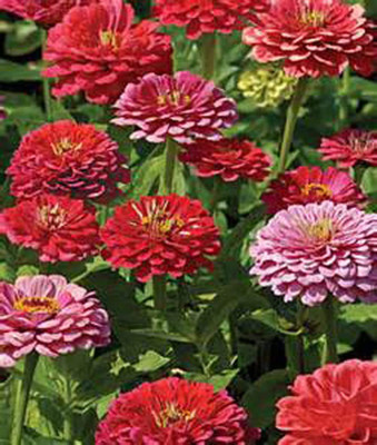 CYBEXIS LX-47 - Zinnia Beautiful Bright Crisp Colors - (30 Seeds) Seed(30 per packet)