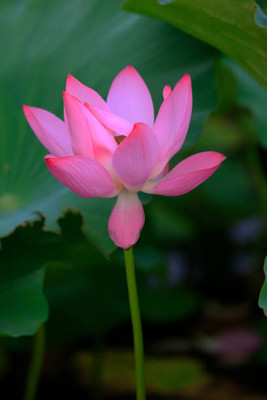 Abamec lotus,kamal seeds Seed(20 per packet)