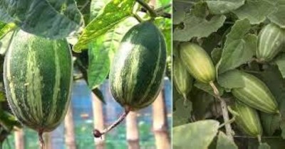 wequality parwal potol seeds/pointed gourd seeds 15 Seed(15 per packet)