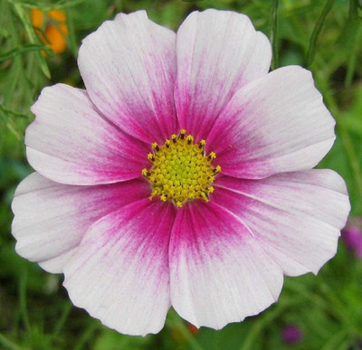 CYBEXIS SEEDS DIRECT - Cosmos - BIPINNATUS - Daydream Seed(1 g)