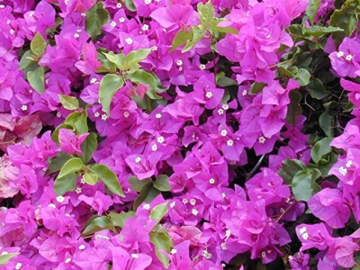 Kapebonavista Bougainvillea spectabilis,great bougainvillea live plant Seed(1 per packet)