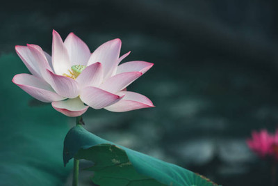 Kapebonavista lotus,kamal gatta Seed(10 per packet)