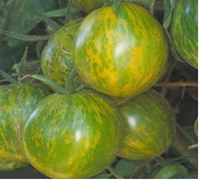KNESSiN Heritage Green Zebra Salad Tomato. Green Yellow Striped [400 Seeds] Seed(400 per packet)