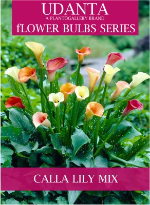 Udanta Calla Lily Multicolor Flower Bulbs - Set of 20pcs Seed(20 per packet)