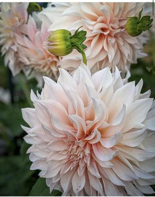 Qualtivate VVI-341 Dahlia Cafe Au Lait Dinner Plate Pink Peach Crème Seed(50 per packet)
